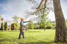 Reliable Athens, TX Tree Removal Solutions