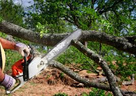 Best Commercial Tree Services  in Athens, TX